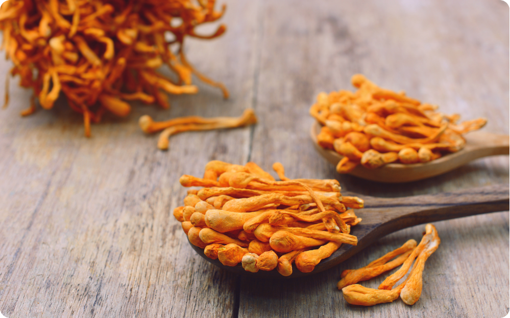 Cordyceps
